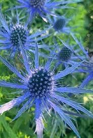 Eryngium planum blume samen for anpflanzung - perfect for borders, heirloom & gmo free samen for home garten
 
 sale for anpflanzung in home garten