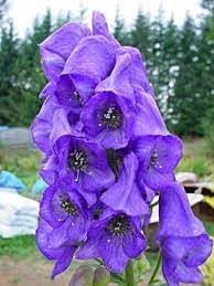 Eisenhut blume samen for anpflanzung - low maintenance, heirloom & gmo free samen for home garten
 
 sale for anpflanzung in home garten.