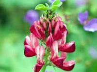 Hedysarum coronarium blume samen for anpflanzung - vibrant colors, heirloom & gmo free samen for home garten
 
 sale for anpflanzung in home garten