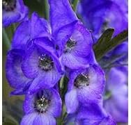 Aconite blume samen for anpflanzung - long bloom season, heirloom & gmo free samen for home garten
 
 sale samen for anpflanzung in home garten