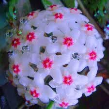 Hoya (hoya blume) samen for anpflanzung in home garten