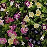 Mix fournieri blume samen for anpflanzung - hardy variety, heirloom & gmo free samen for home garten
 
 sale samen for anpflanzung in home garten