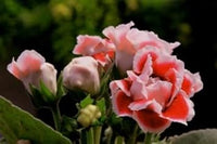 Weiß orange gloxinia blume samen for anpflanzung - cottage garten essential, heirloom & gmo free samen for home garten
 
 sale samen for home garten
