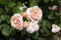 Juliet blume samen for anpflanzung - fragrant blossoms, heirloom & gmo free samen for home garten
 
 sale samen for home garten
