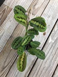 Maranta leuconeura - blume samen for anpflanzung - compact growth, heirloom & gmo free samen for home garten
 
 sale for anpflanzung in home garten.