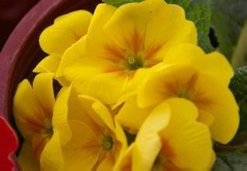 hell Gelb Gloxinie Blumensamen – Schnitt Blume beliebt Traditionssorte & ohne Gentechnik Hausgarten