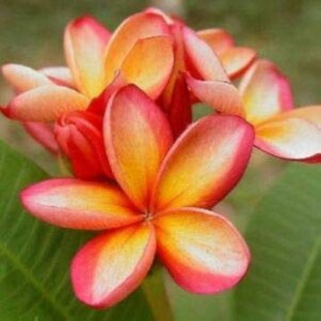 Orange gelb plumeria blume samen for fragrant, tropical blooms