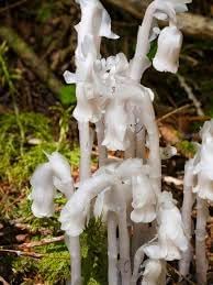 Monotropa uniflora indian pipe blume samen for anpflanzung - shade tolerant, heirloom & gmo free samen for home garten
 
 sale samen for home garten