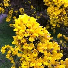 Gorse ulex europaeus blume samen for anpflanzung - perfect for borders, heirloom & gmo free samen for home garten
 
 sale samen for home garten
