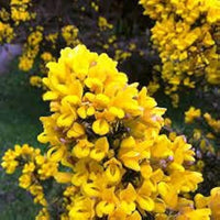 Gelb Gorse Ulex Europaeus Blumensamen zur Aussaat – Anzucht – Traditionssorte & ohne Gentechnik Samen Hausgarten