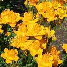 Trollius blume samen for anpflanzung - premium quality, heirloom & gmo free samen for home garten
sale samen for anpflanzung in home garten