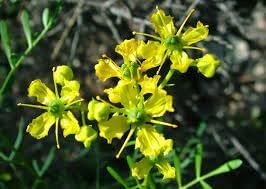Ruta graveolens blume samen for anpflanzung fragrant blossoms heirloom & gmo free samen for home garten 
 
 sale for anpflanzung in home garten