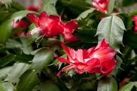Rot schlumbergera blume samen for anpflanzung - long bloom season, heirloom & gmo free samen for home garten
 
 sale samen for home garten