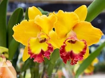 Gelb rot cattleya blume samen for anpflanzung - long bloom season, heirloom & gmo free samen for home garten
 
 sale samen for anpflanzung in home garten