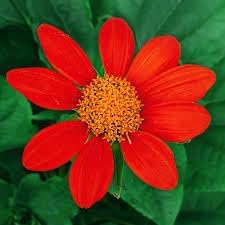 Tithonia blume samen for anpflanzung - hardy variety, heirloom & gmo free samen for home garten
 
 sale for anpflanzung in home garten.