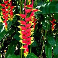 Heliconia blume samen for anpflanzung perfect for borders heirloom & gmo free samen for home garten 
 
 sale for anpflanzung in home garten