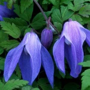 Blau (blau clematis) samen for anpflanzung in home garten