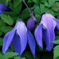Blau (blau clematis) samen for anpflanzung in home garten