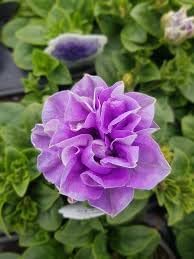 Floribunda blume samen for anpflanzung - sun loving, heirloom & gmo free samen for home garten
 
 sale samen for home garten
