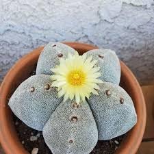 Astrophytum blume samen for anpflanzung cottage garten essential heirloom & gmo free samen for home garten 
 
 sale for anpflanzung in home garten