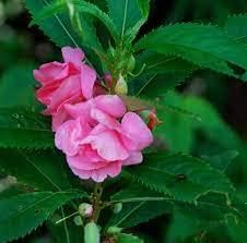 Rosa balsamine blume samen for anpflanzung easy to grow heirloom & gmo free samen for home garten 
 
 sale samen for home garten anpflanzung