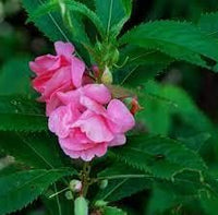 Rosa balsamine blume samen for anpflanzung easy to grow heirloom & gmo free samen for home garten 
 
 sale samen for home garten anpflanzung