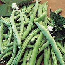 Nutritious bean samen für aussaat gemüse samen