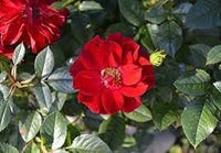 Rugosa Blumensamen zur Aussaat Landhaus Garten wichtig Traditionssorte & ohne Gentechnik Samen Hausgarten