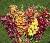 Antirrhinum majus blume samen for anpflanzung drought tolerant heirloom & gmo free samen for home garten 
 
 sale for anpflanzung in home garten