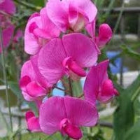 Heirloom sweet pea blume samen for anpflanzung cottage garten essential heirloom & gmo free samen for home garten 
 
 sale for anpflanzung in home garten
