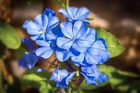 Blau Jasminum Sambac Blumensamen zur Aussaat Bestäuber freundlich Traditionssorte & ohne Gentechnik Samen Hausgarten