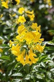 Esperanza blume samen for anpflanzung wildflower mix heirloom & gmo free samen for home garten 
 
 sale for anpflanzung in home garten