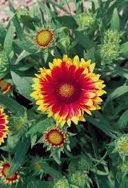Arizona blume samen for anpflanzung - seasonal bloomer, heirloom & gmo free samen for home garten
sale for anpflanzung in home garten