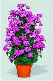 Violet climbing geranium blume samen for anpflanzung, heirloom non-gmo organic garten samen
 
 sale samen for home garten