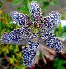 Daigremontiana blume samen for anpflanzung premium quality heirloom & gmo free samen for home garten 
 
 sale for anpflanzung in home garten
