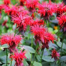 Mondarda didyma blume samen for anpflanzung garten favorite heirloom & gmo free samen for home garten 
 
 sale for anpflanzung in home garten