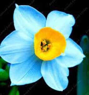 Blau gelb narcissus blume samen for anpflanzung - easy to grow, heirloom & gmo free samen for home garten
 
 sale for anpflanzung in home garten