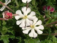 Night blühend Zaluzianskya Phlox Blumensamen