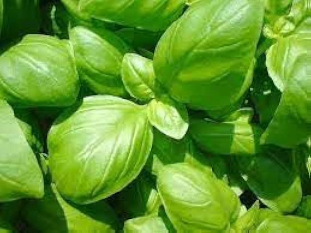 Basil Seed Mix  Perfect zum Pflanzen