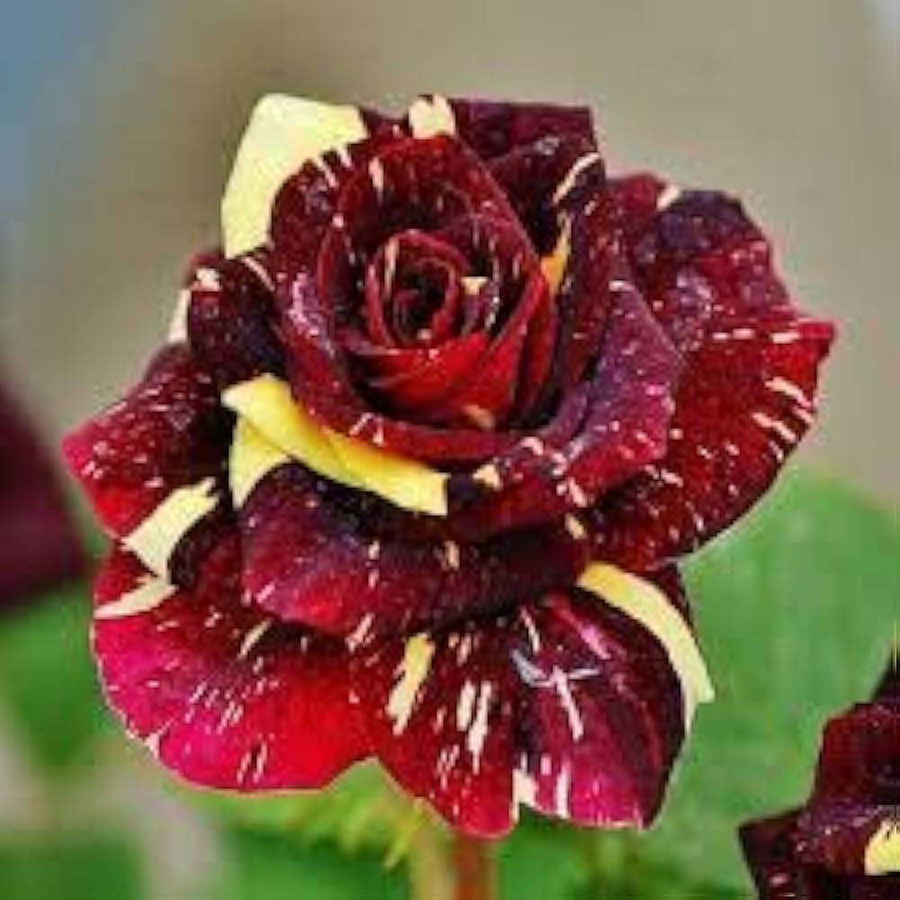 Kastanienrot Gelb Rose Blumensamen zur Aussaat sonnenliebend Traditionssorte & ohne Gentechnik Samen Hausgarten