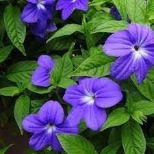 Heirloom browallia blume samen for anpflanzung fragrant blossoms heirloom & gmo free samen for home garten 
 
 sale for anpflanzung in home garten