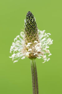 Gemischt Lanceolata Plantago lanceolata Blumensamen zur Aussaat Garten und Meadow