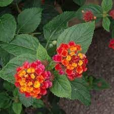 Heirloom camara blume samen for anpflanzung garten favorite heirloom & gmo free samen for home garten 
 
 sale for anpflanzung in home garten