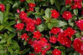 Heirloom catharanthus blume samen for anpflanzung seasonal bloomer heirloom & gmo free samen for home garten 
 
 sale for anpflanzung in home garten