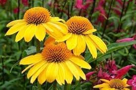 Coneflower samen for anpflanzung sun loving heirloom & gmo free samen for home garten 
 
 sale for anpflanzung in home garten