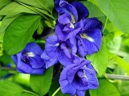 Heirloom clitoria ternatea blume samen for anpflanzung hardy variety heirloom & gmo free samen for home garten 
 
 sale for anpflanzung in home garten