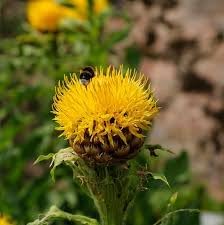 Centaurea moschata blume samen for anpflanzung drought tolerant heirloom & gmo free samen for home garten 
 
 sale for anpflanzung in home garten