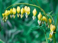 Bleeding heart blume samen for anpflanzung cut blume favorite heirloom & gmo free samen for home garten 
 
 sale for anpflanzung in home garten