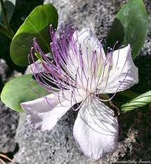 Capers blume samen for anpflanzung perfect for borders heirloom & gmo free samen for home garten 
 
 sale for anpflanzung in home garten