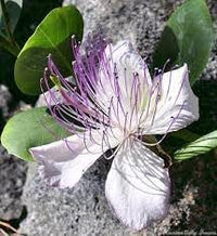 Capers blume samen for anpflanzung perfect for borders heirloom & gmo free samen for home garten 
 
 sale for anpflanzung in home garten